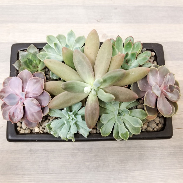 Succulent Dish Garden