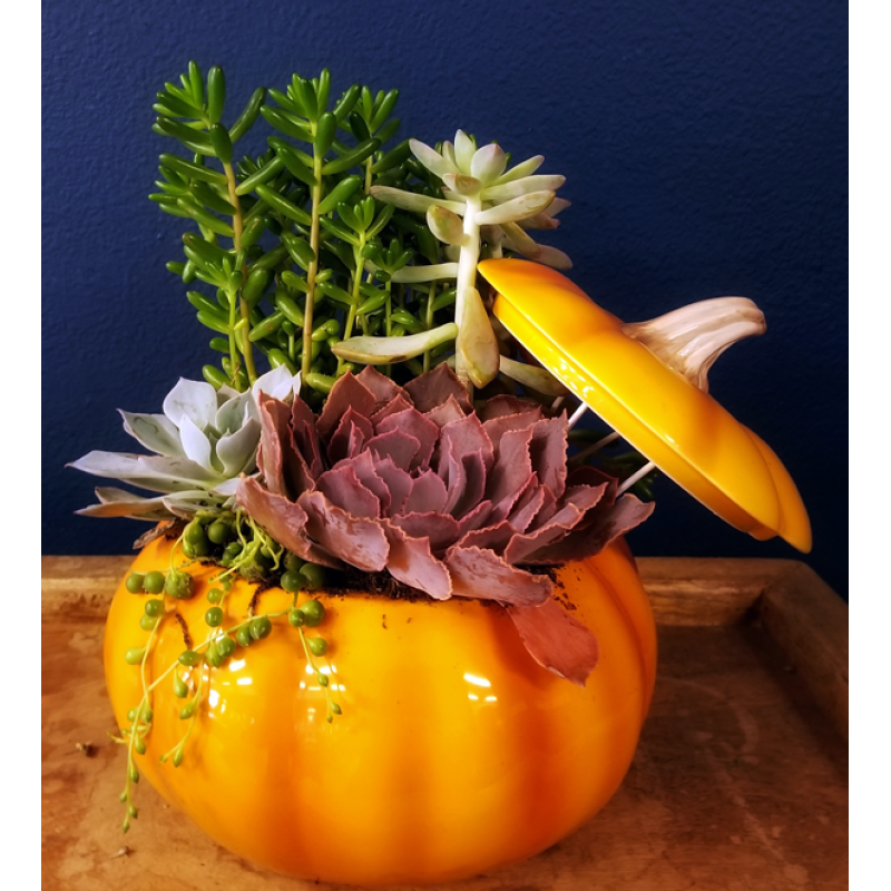 Pumpkin Succulents - Same Day Delivery