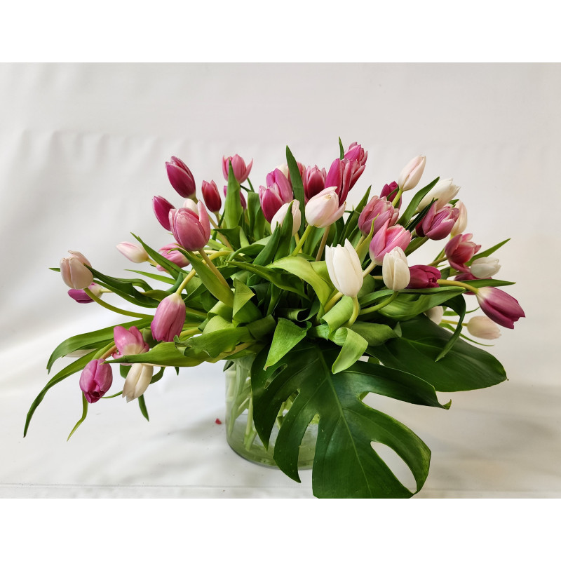 Tulip Resplendance - Same Day Delivery