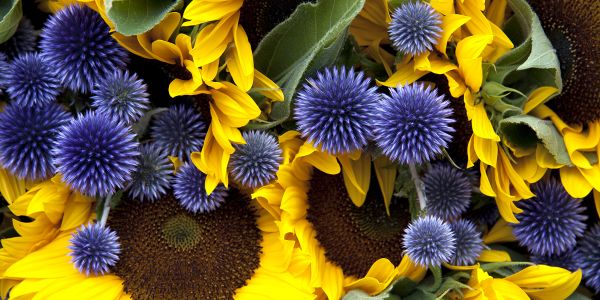 William's Flowers: Port Orchard Flower Shop » William's ...