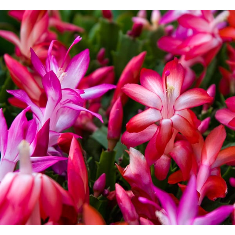 Merry Christmas Cactus - Same Day Delivery