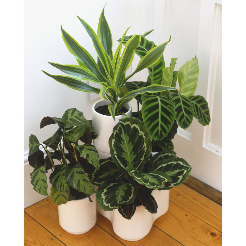 Premium House Plant - Same Day Delivery