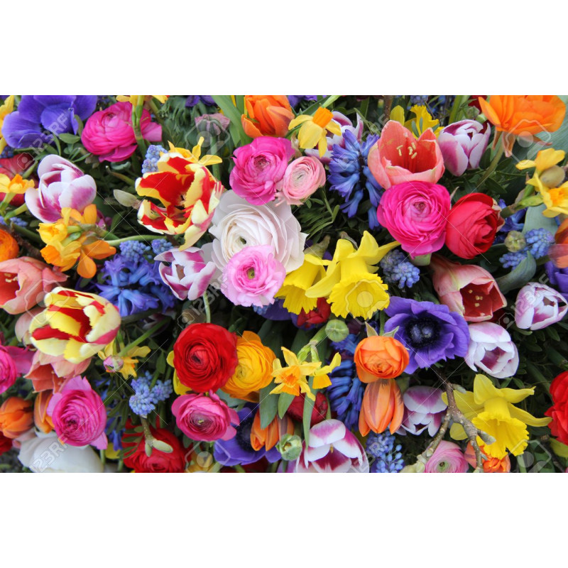 Premium Design - 3 months - Same Day Delivery