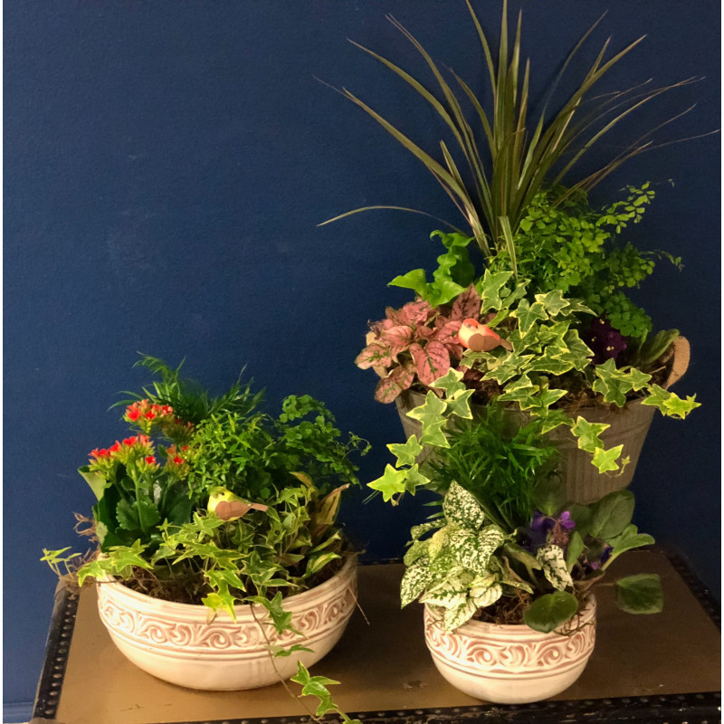 Custom Dish Garden  - Same Day Delivery