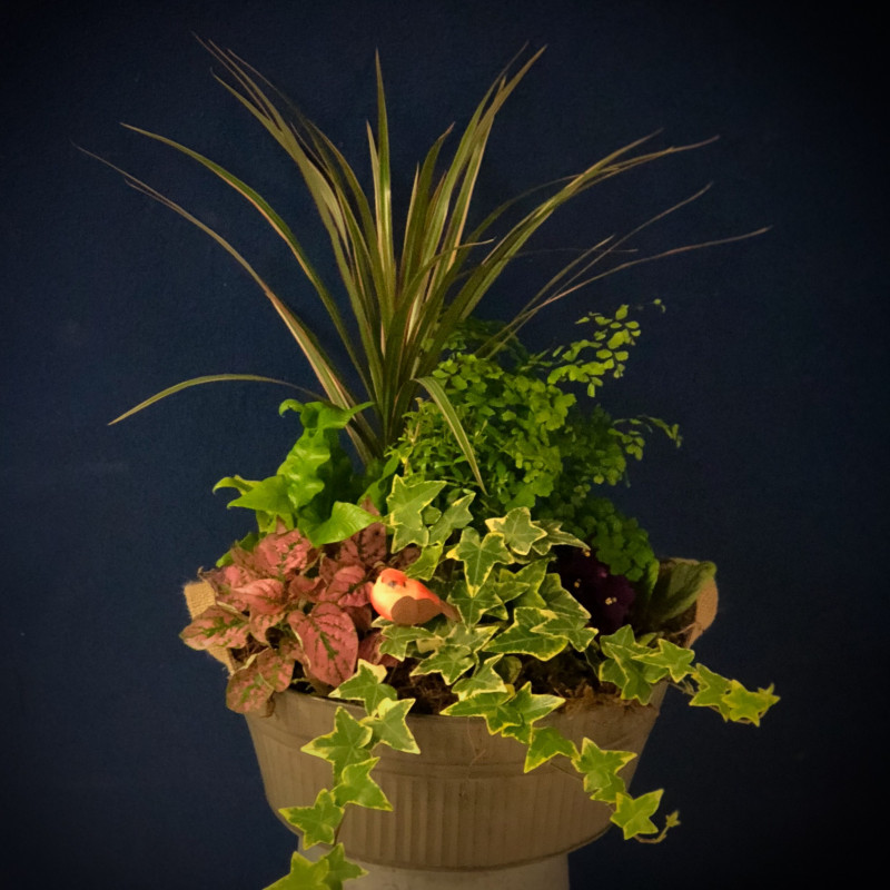 Dish Garden - Same Day Delivery