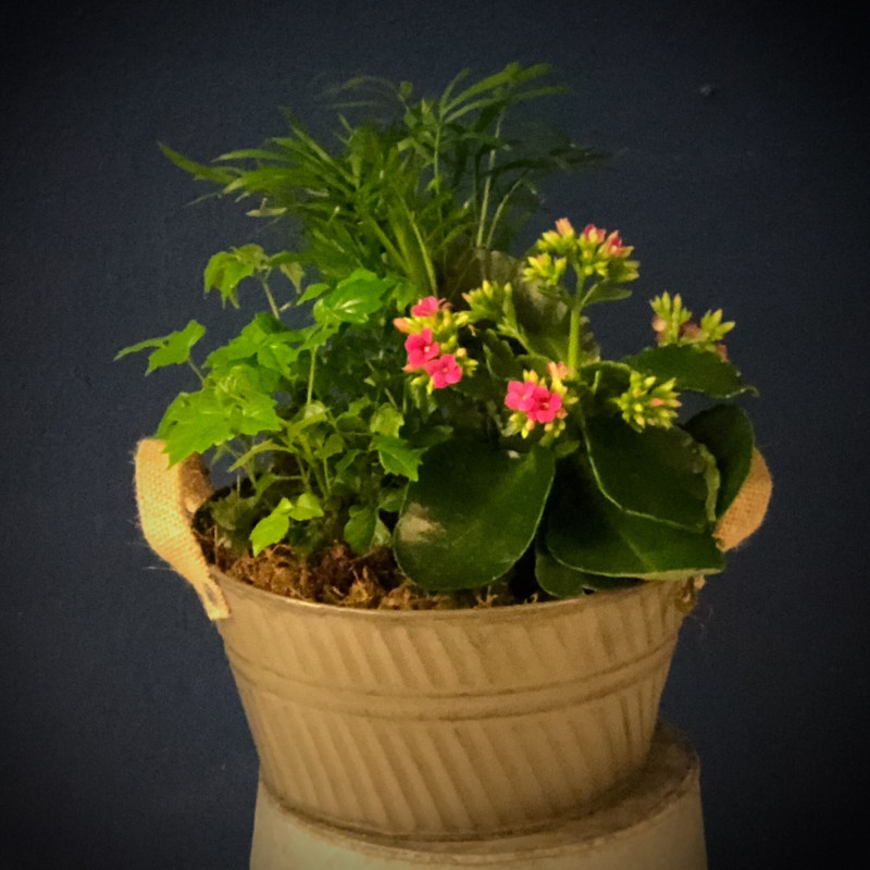 Dish Garden - Same Day Delivery