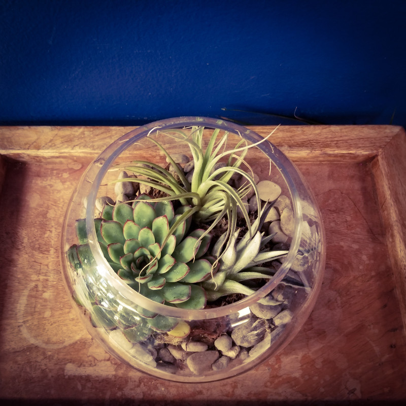 Succulent Garden & Candlelight - Same Day Delivery