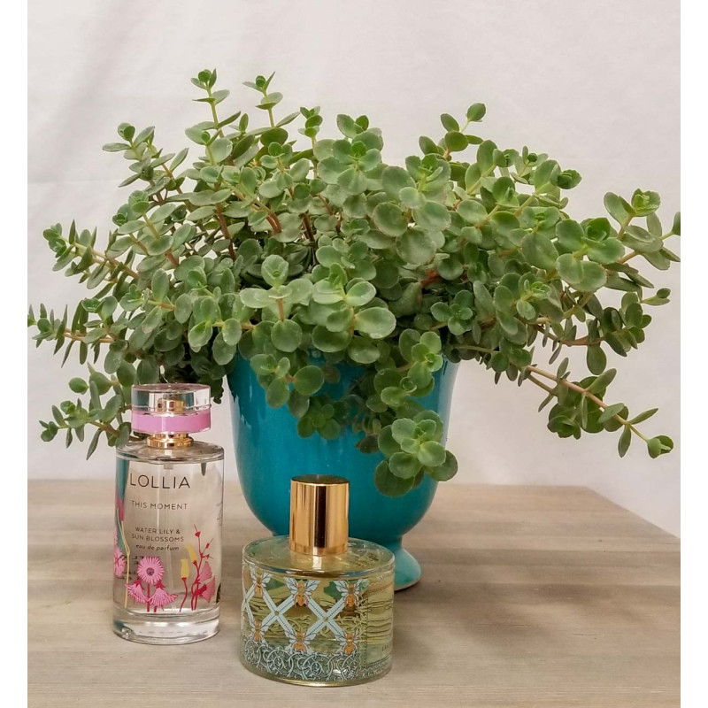 Lollia by Margot Elena - Same Day Delivery