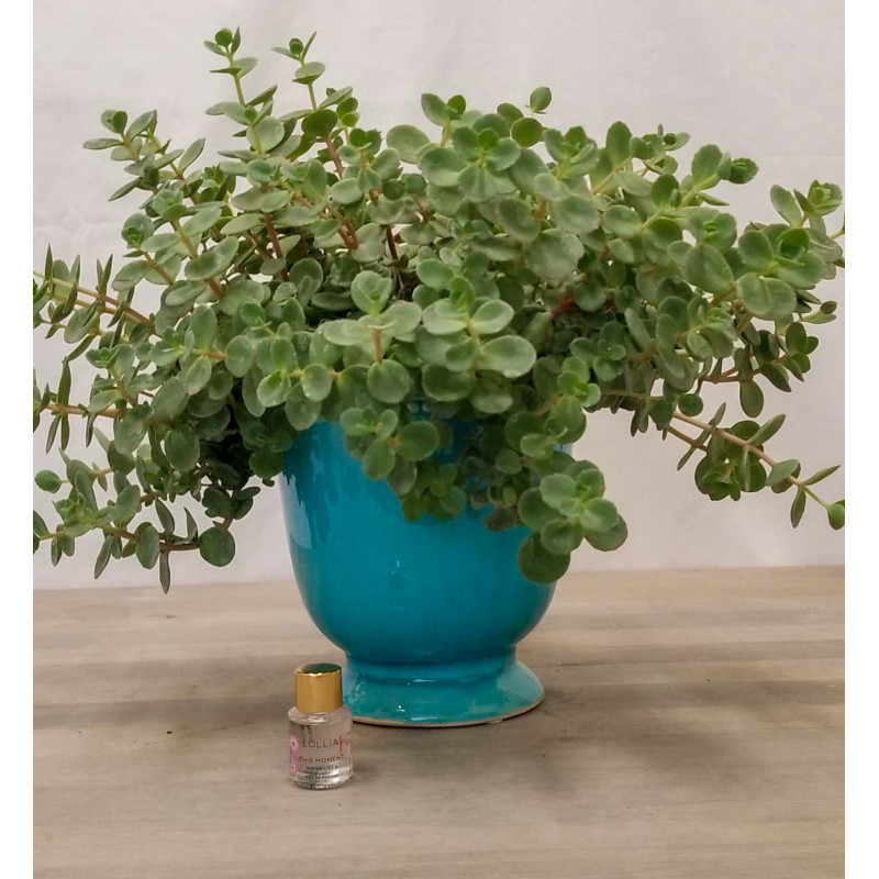 Succulent - Same Day Delivery