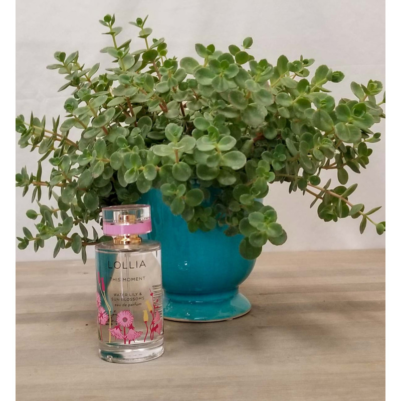 Succulent - Same Day Delivery