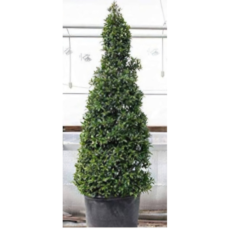 pla Eugenia Cone Tree - Same Day Delivery