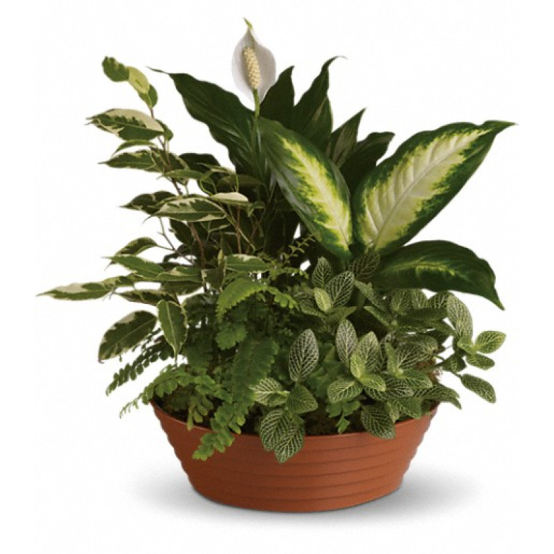 Serene Retreat - Same Day Delivery