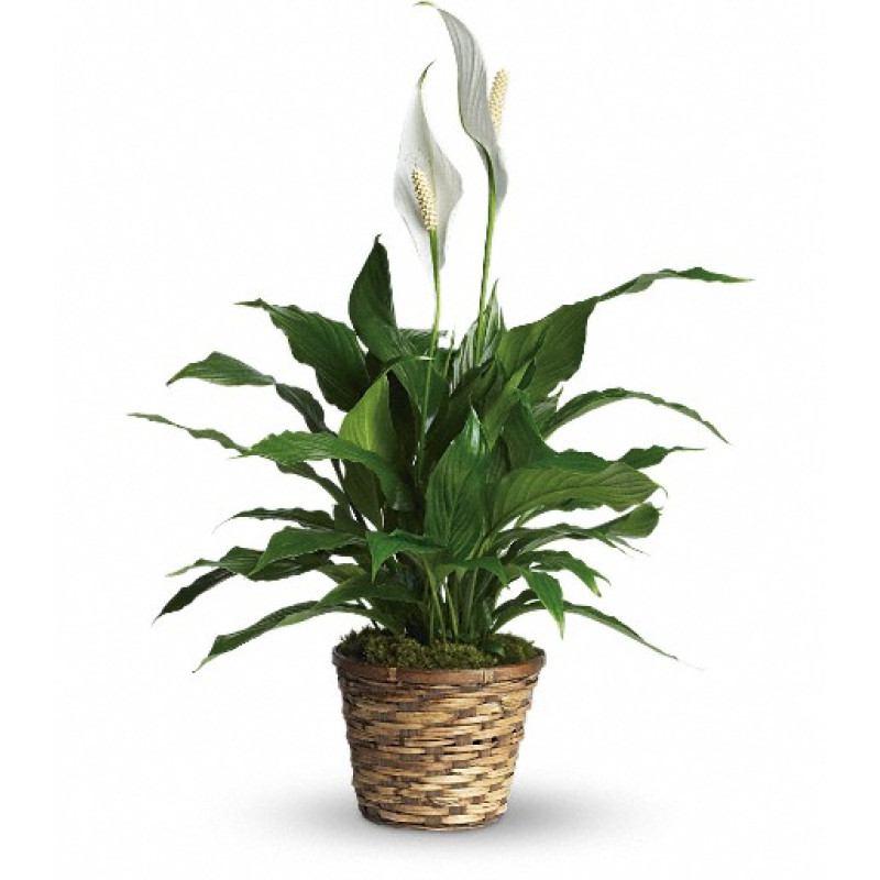 Simply Elegant Spathiphyllum - Small - Same Day Delivery