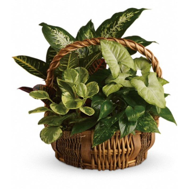Emerald Garden Basket - Same Day Delivery