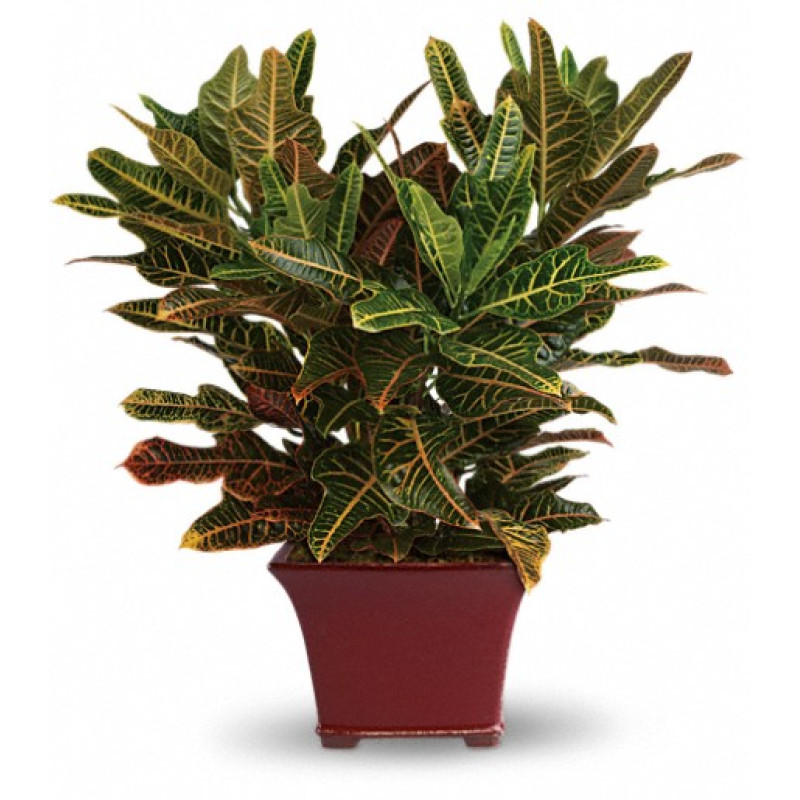 Stately Croton - Same Day Delivery