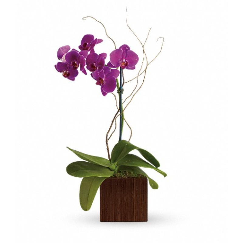 Bamboo Elegance - Same Day Delivery