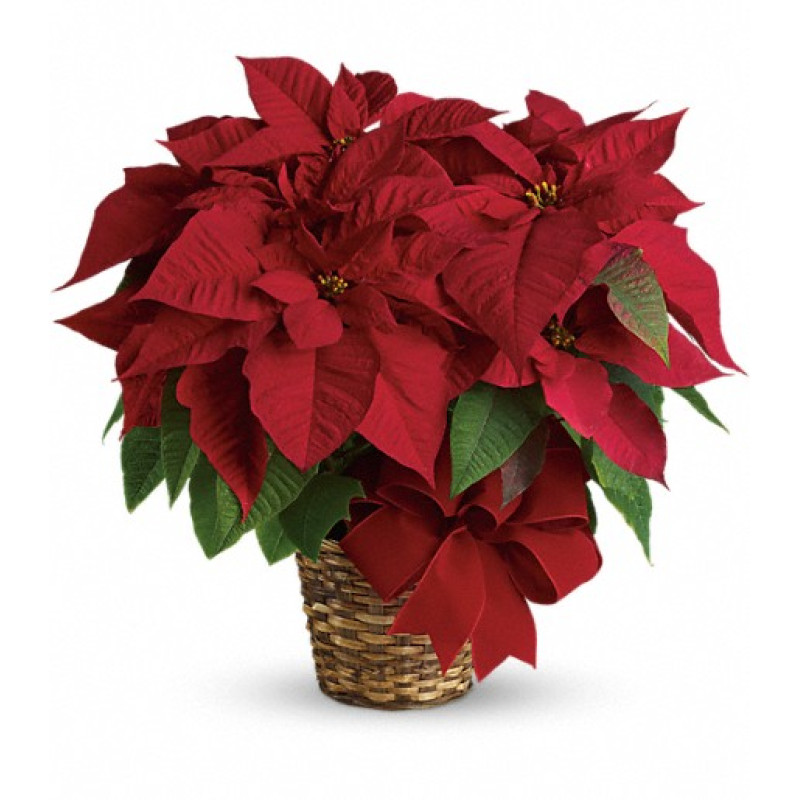 Red Poinsettia - Same Day Delivery