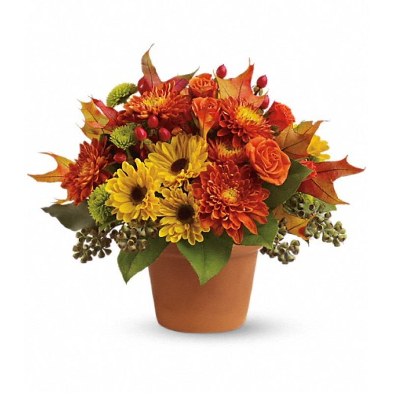 Sugar Maples - Same Day Delivery