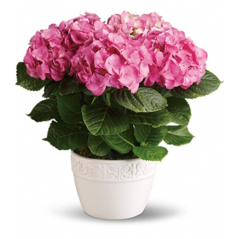 Happy Hydrangea - Pink - Same Day Delivery
