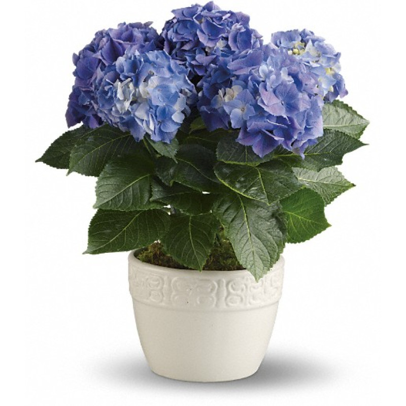 Happy Hydrangea - Blue - Same Day Delivery
