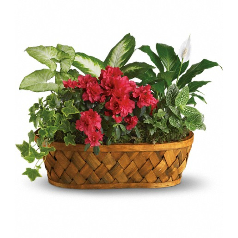 Plants Galore - Same Day Delivery