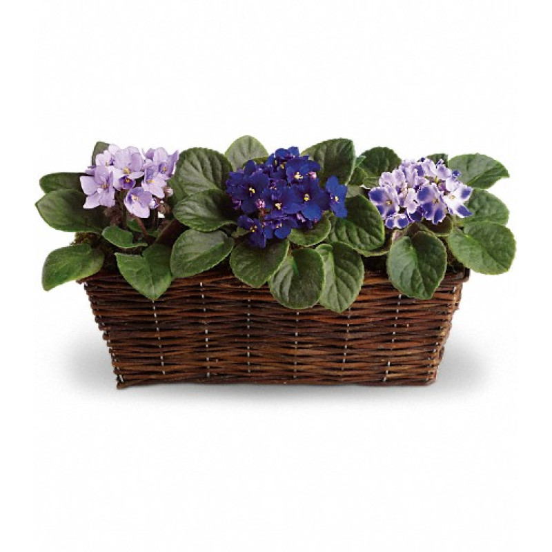 Sweet Violet Trio - Same Day Delivery