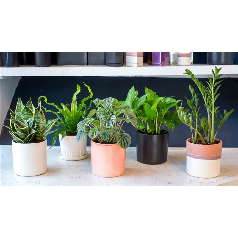 Classic House Plant - Same Day Delivery