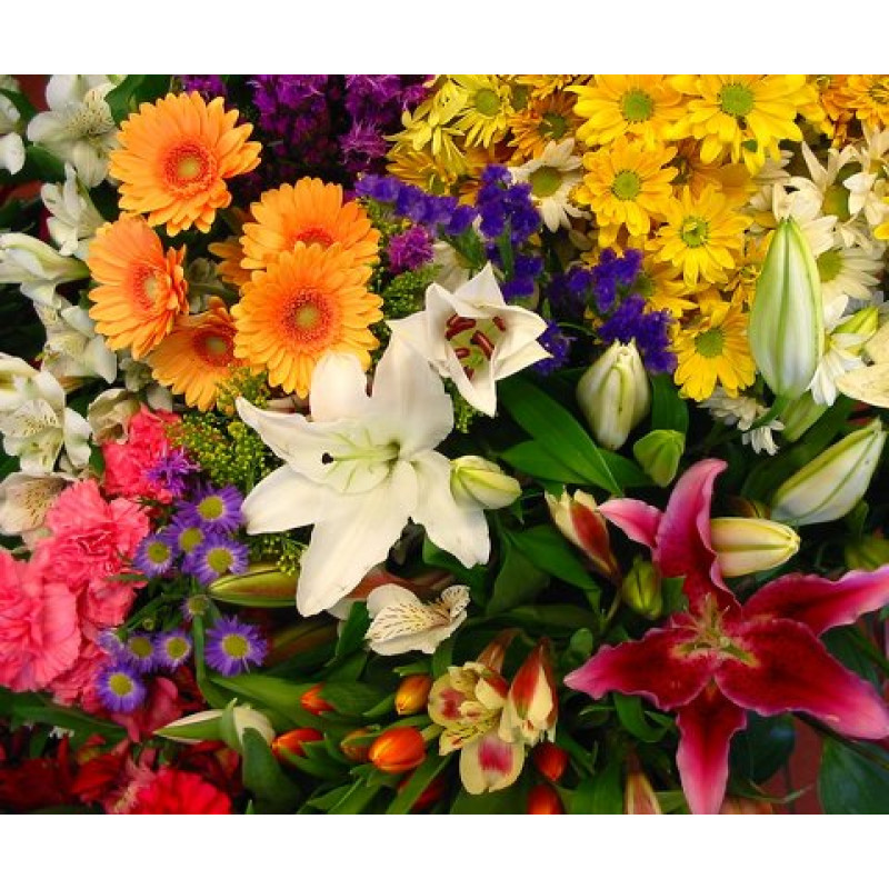 Deluxe Design - 3 month - Same Day Delivery