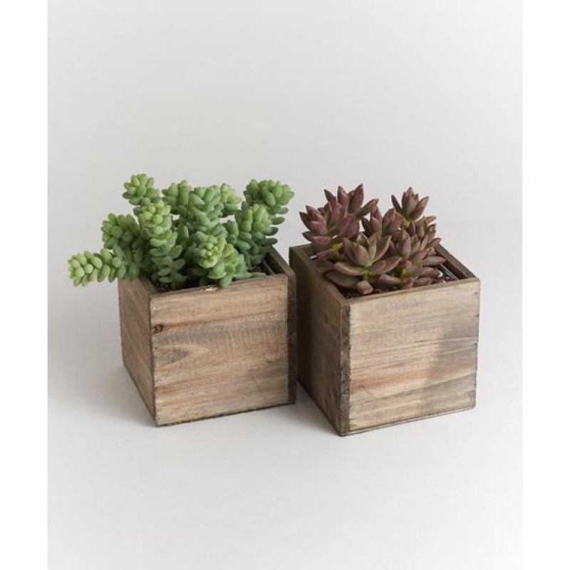A Single Succulent - Same Day Delivery