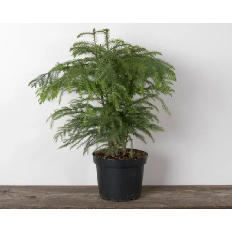 Pine Tree  - Same Day Delivery