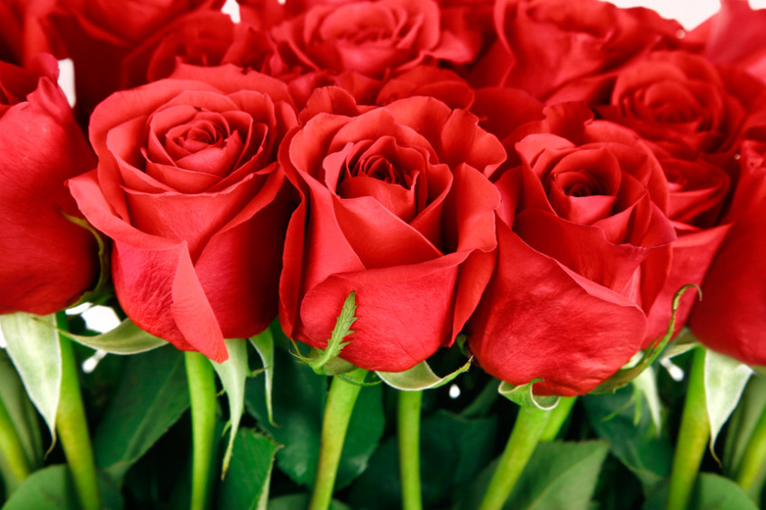 Gig Harbor Flower Shop