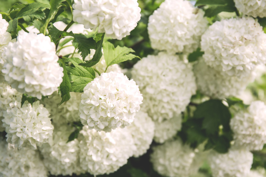 Bainbridge Island Flower Shop